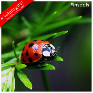 Insects hashtags 